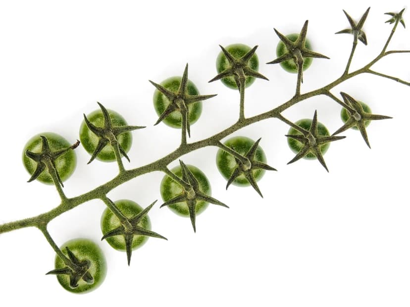 Gezonde Voeding voor Kinderen: Complete Gids voor Ouders - voedingsadvies artikel